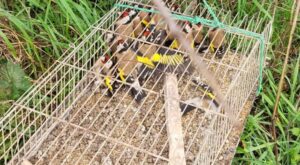 Yalova’da Saka Kuşu Avlayan Kaçak Avcıya Ceza Yağdı: Toplam 182 Bin TL