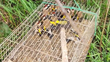 Yalova’da Saka Kuşu Avlayan Kaçak Avcıya Ceza Yağdı: Toplam 182 Bin TL