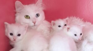 Van Kedi Villası’nda 2025 Verimliliği: 120 Yeni Yavru Dünyaya Geldi