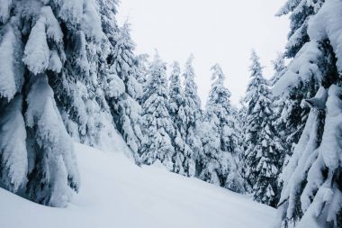 Meteoroloji’den Kritik Uyarı: Kar ve Fırtına Kapıda