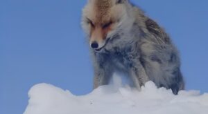 Yüksekova’da Dondurucu Soğuk: Tilki Kar Üzerinde Ayakta Donarak Telef Oldu