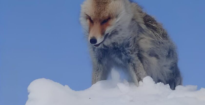 Yüksekova’da Dondurucu Soğuk: Tilki Kar Üzerinde Ayakta Donarak Telef Oldu