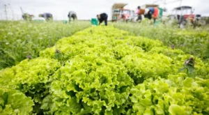 Çiftçinin Ürününe 14,2 Milyon Tonluk Güvence