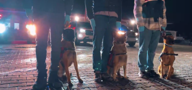 İstanbul Merkezli 20 İlde Dev Dolandırıcılık Operasyonu: 73 Gözaltı, 50 Milyon TL’lik Vurgun