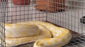 Denizli’de AVM’deki Gösteri Yılanına El Konuldu