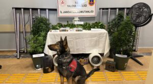 Yalova’da Evde Uyuşturucu Düzenekli Sera Operasyonu: 2 Tutuklama