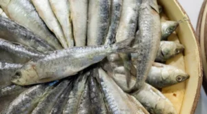 İstanbul’da Ocak Ayının Lideri İstavrit Oldu