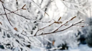 Ardahan’da Kar Yağışı Eğitime Engel Oldu