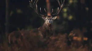 Türkiye Genelinde Av Sezonu Resmen Sona Erdi