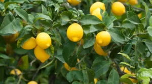 Limon İthalatında Gümrük Vergisi Yeniden Düzenlendi