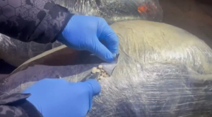 71 İlde Zehir Tacirlerine Ağır Darbe: 1 Tonun Üzerinde Uyuşturucu Ele Geçirildi