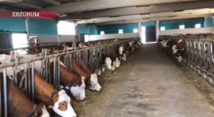 Erzurum’un Kırsal Kalkınmasına TKDK’dan 3,38 Milyar TL’lik Dev Yatırım