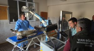 Van’da deprem sonrası enkaz altından yaralı çıkarılan kuzular tedavi altına alındı