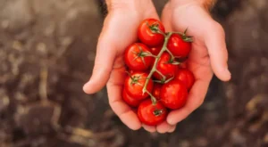 Türkiye’den Yılın İlk Çeyreğinde Rekor Domates İhracatı