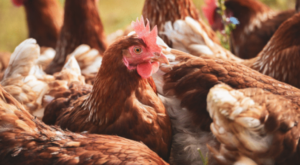 Ticaret Bakanlığı’ndan Mısır İthalatında Fiyat İstikrarı Hamlesi: 3 Milyon Tonluk Tarife Kontenjanı Açıldı